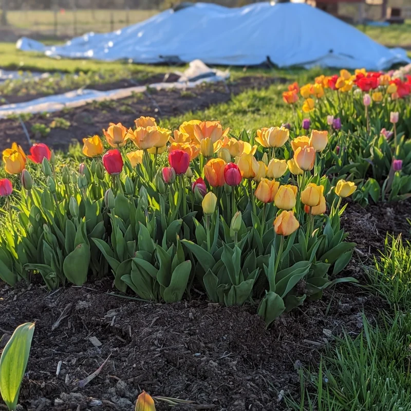 Tulip plants