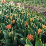 Tulips Blooming