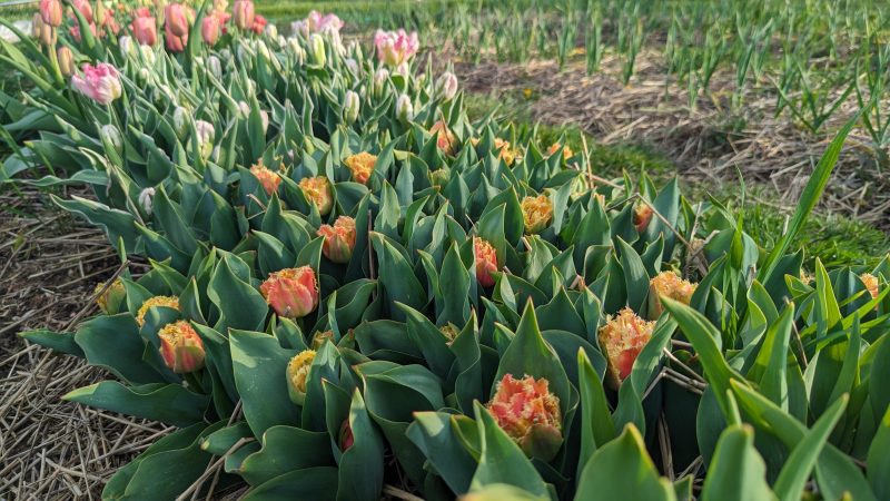 Tulips Blooming