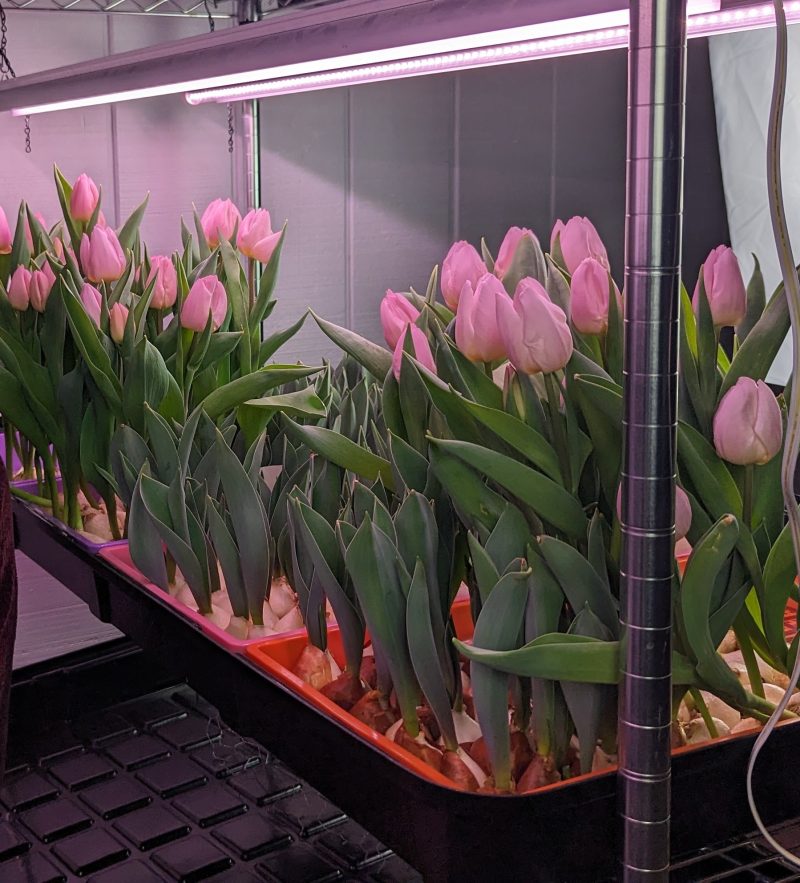 Hydroponic Tulips