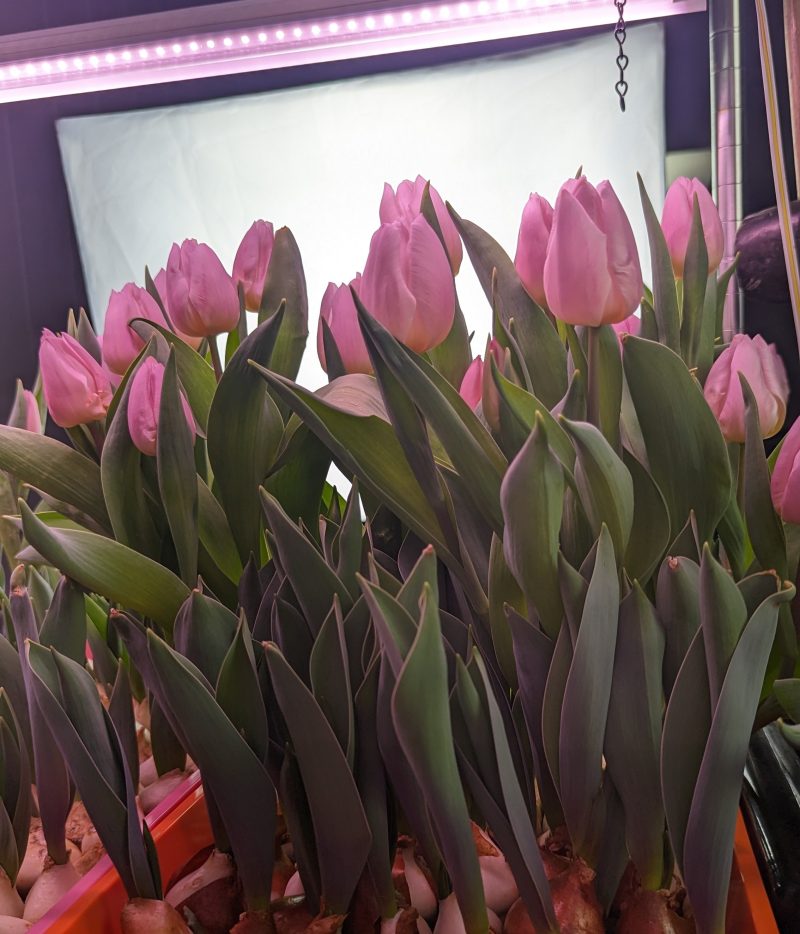 Hydroponic Tulips