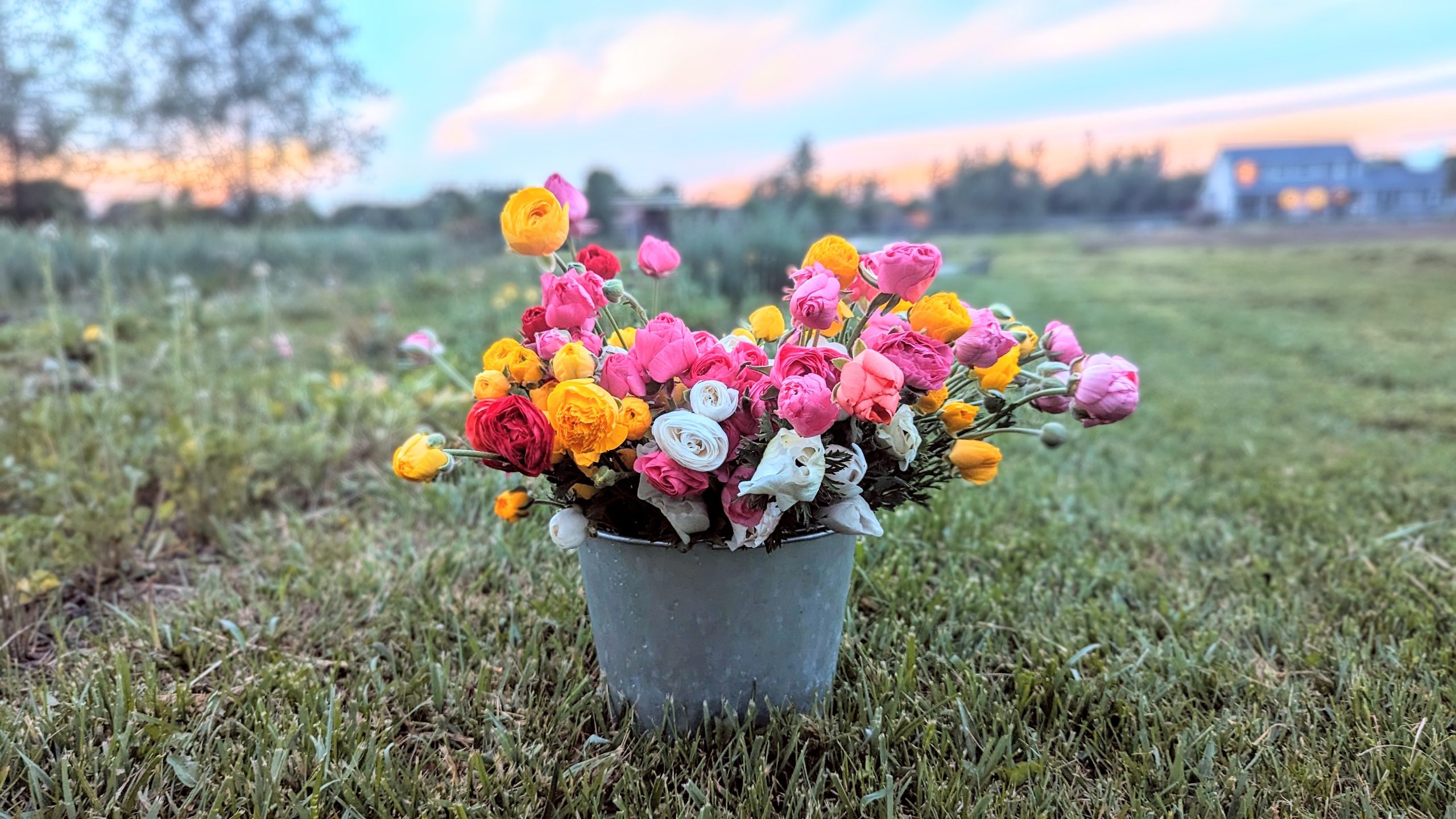 Bucket of Rannuculus