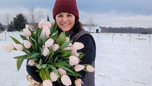 Winter Tulips