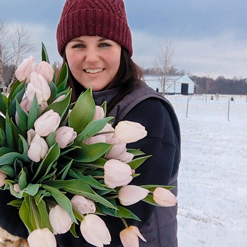 Winter Tulips