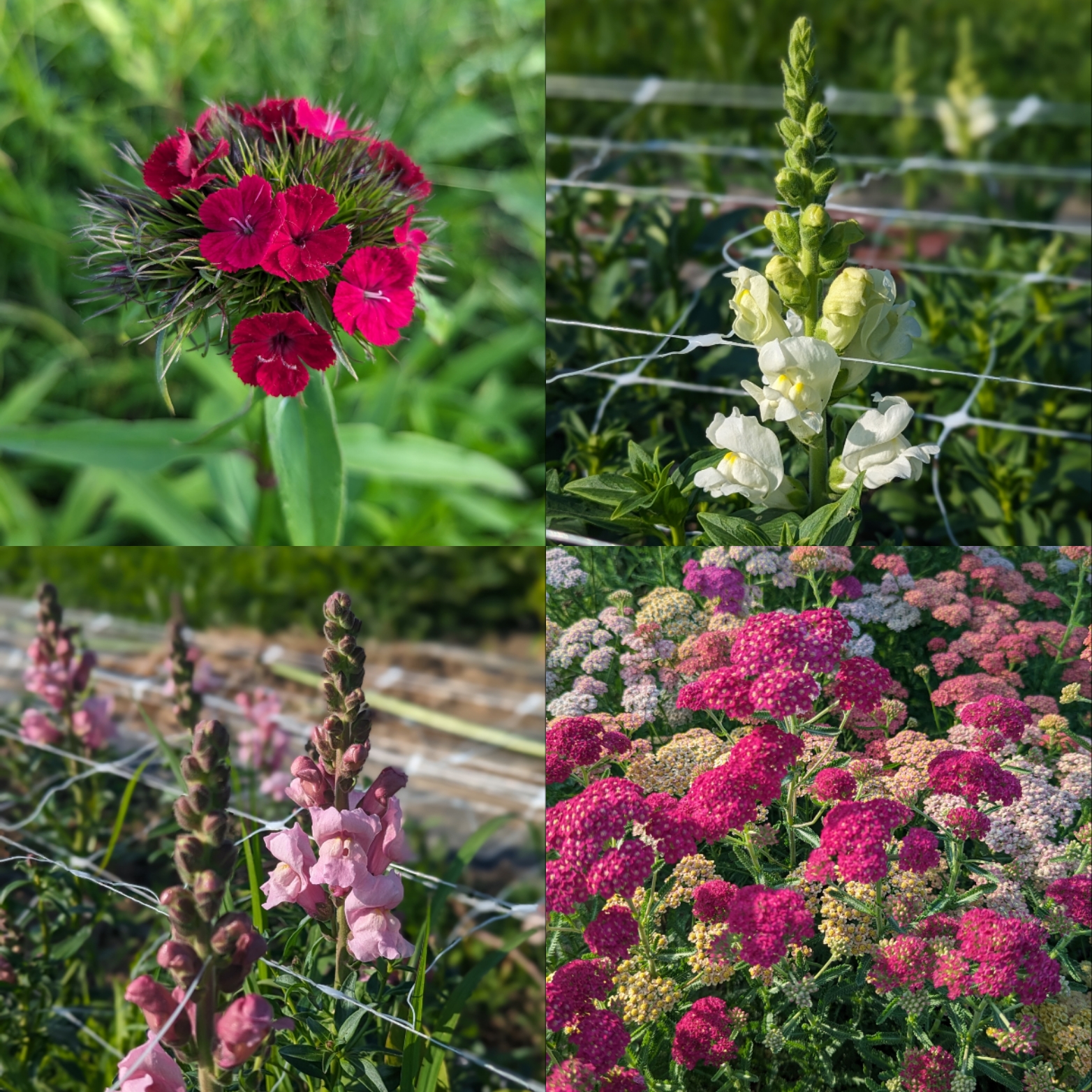 Summer Flower Collage